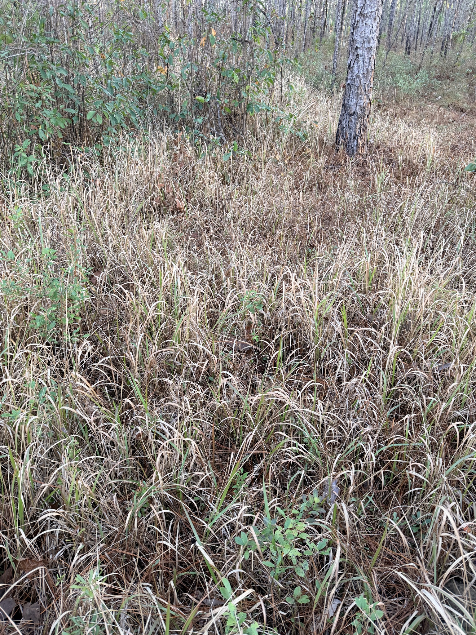 Imagem de capim-cogon