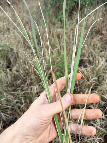Foto de capim-cogon