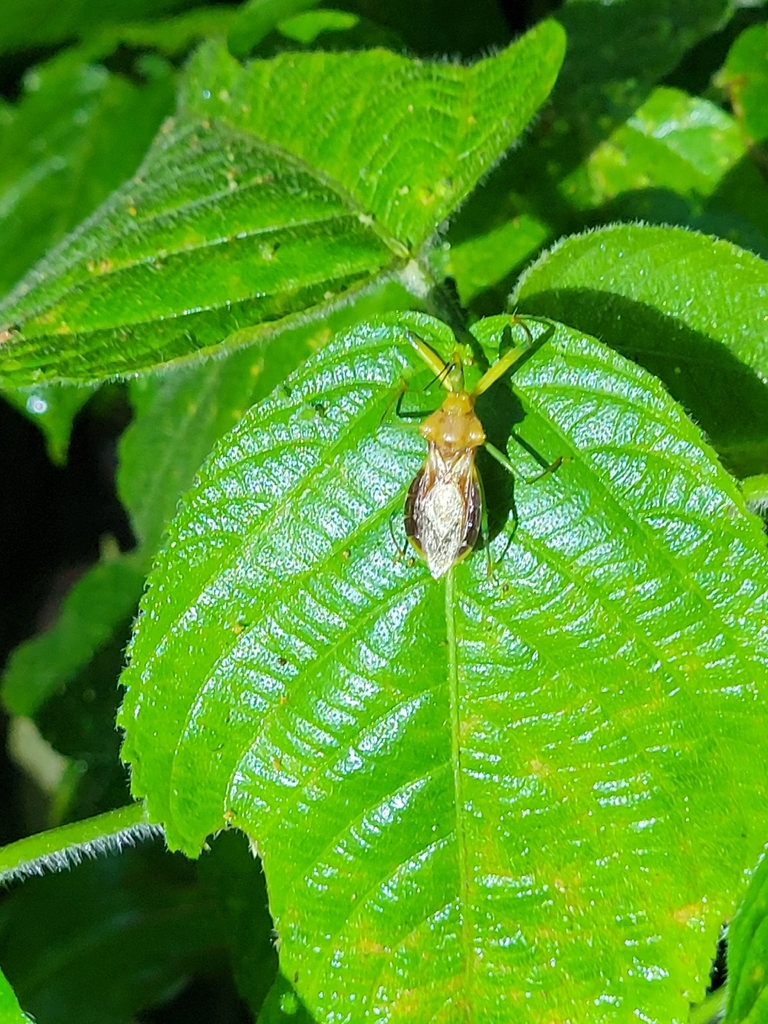 Ploeogaster elevata
