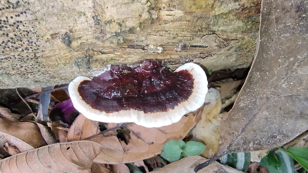 Earliella scabrosa · December 2025 · photo: © biomartita (iNaturalist, cc-by)
