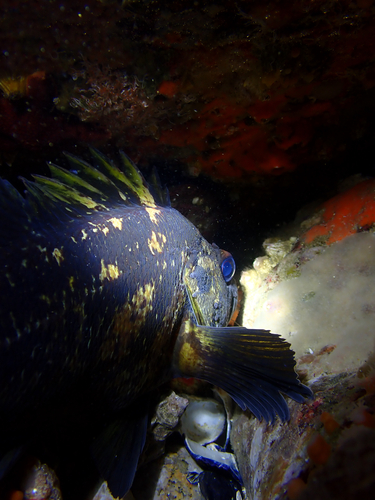 Black-and-yellow rockfish (Sebastes chrysomelas) — Sebastidae