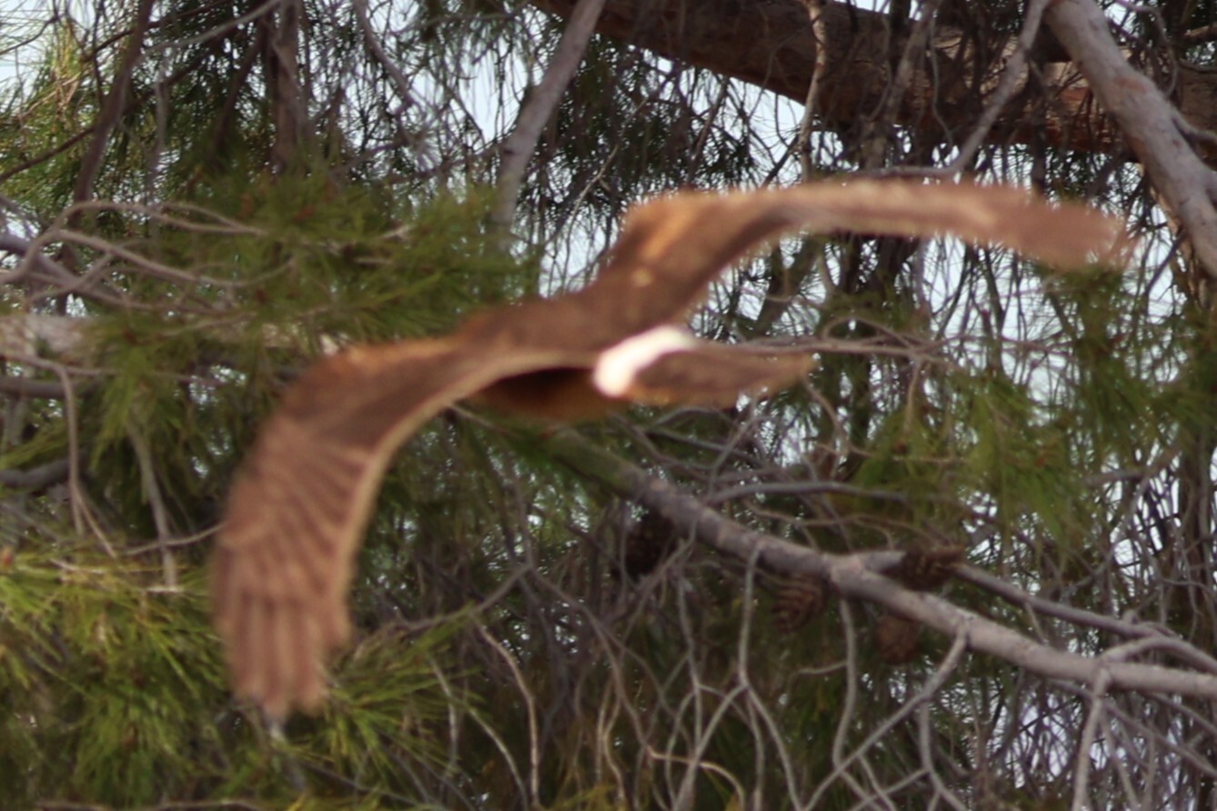 Northern Harrier (Circus hudsonius)