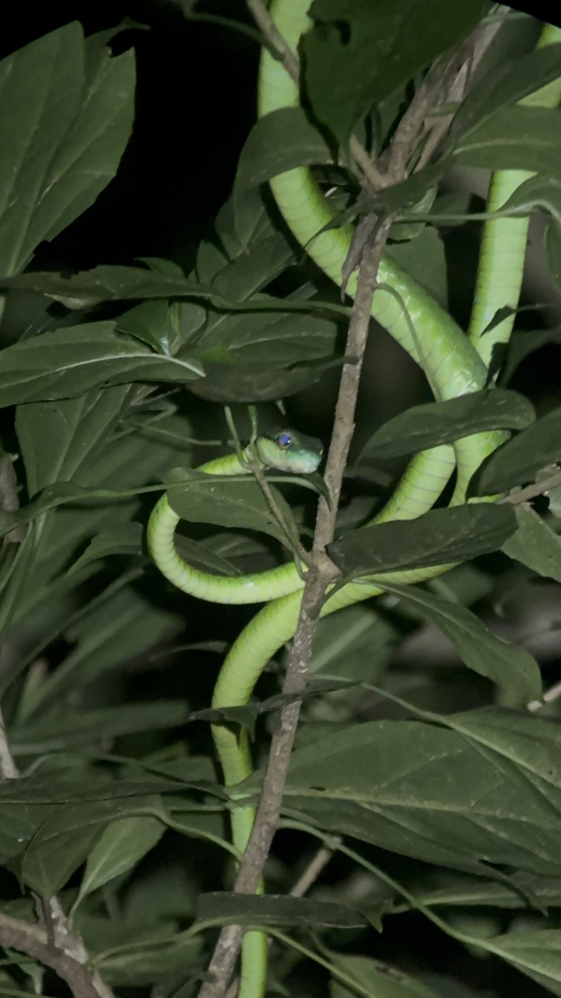 Leptophis mystacinus