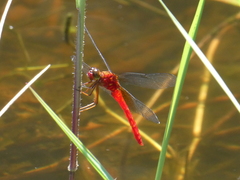 Rhodopygia cardinalis
