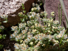 Galium eriocarpum