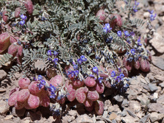 Astragalus arnottianus