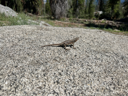 iNaturalist observation photo of Common Sagebrush Lizard