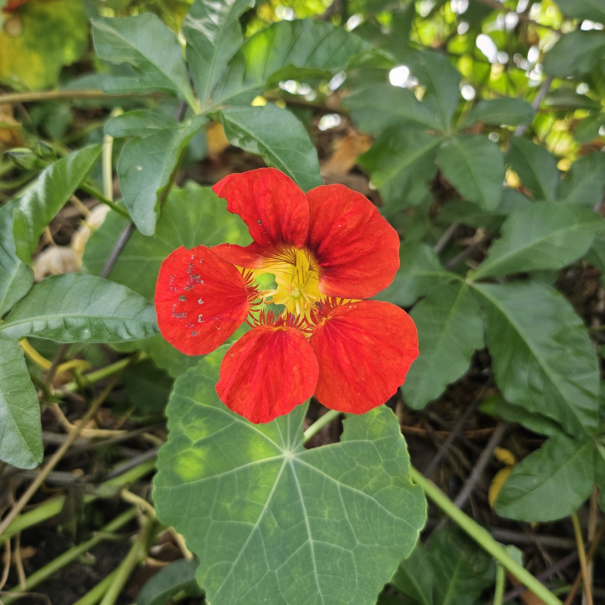 Tropaeolum majus (Tropaeolum majus)