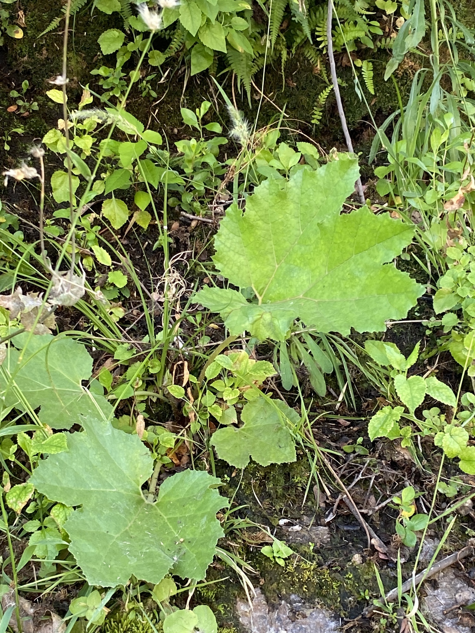 Chilean rhubarb