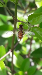 Toxomerus pulchellus