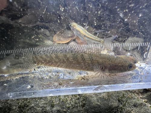 Dwarf snakehead (Channa gachua) — Channidae