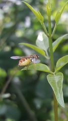 Toxomerus pulchellus