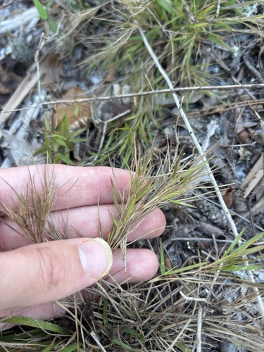 Small-seeded panicgrass (Dichanthelium chamaelonche)