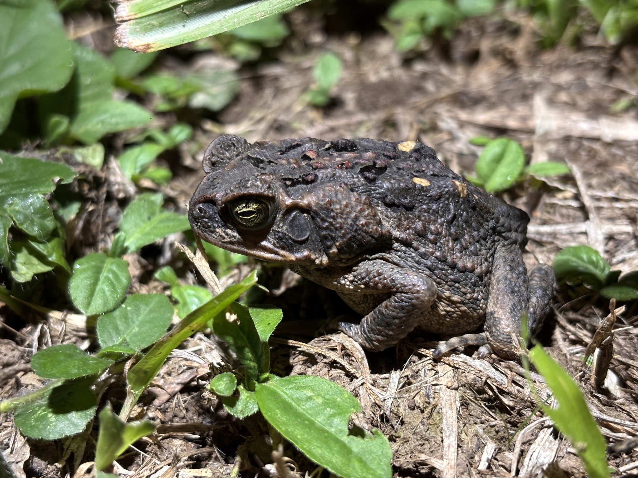 Rhinella marina (Linnaeus, 1758)
