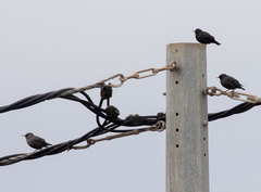 Sturnus unicolor