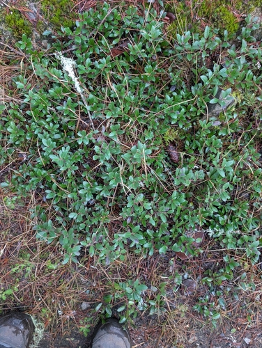 Otra foto de Bearberry