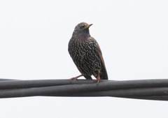 Sturnus vulgaris