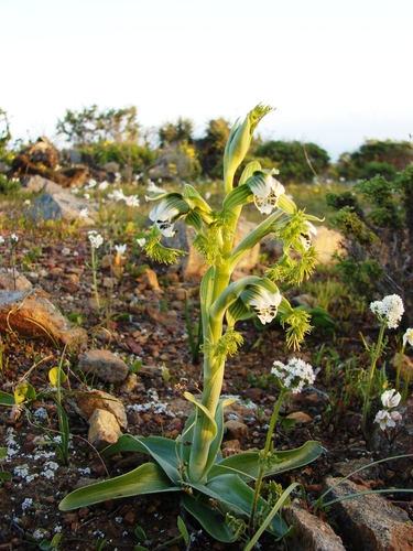 Fringed Grass Orchid (Bipinnula fimbriata)