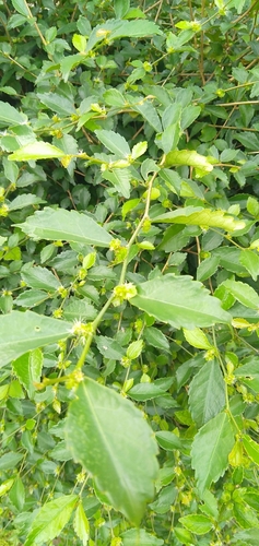 Acalypha siamensis