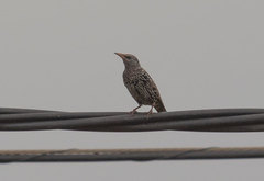 Sturnus vulgaris