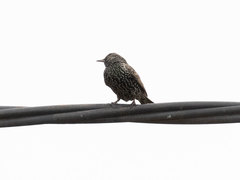 Sturnus vulgaris
