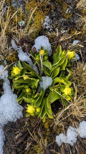 Gentianella incurva, photograph 4