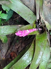 Guzmania remyi, photograph (c) David Parra Puente, some rights reserved (CC BY)