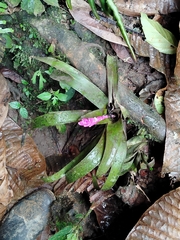 Guzmania remyi, photograph (c) David Parra Puente, some rights reserved (CC BY)