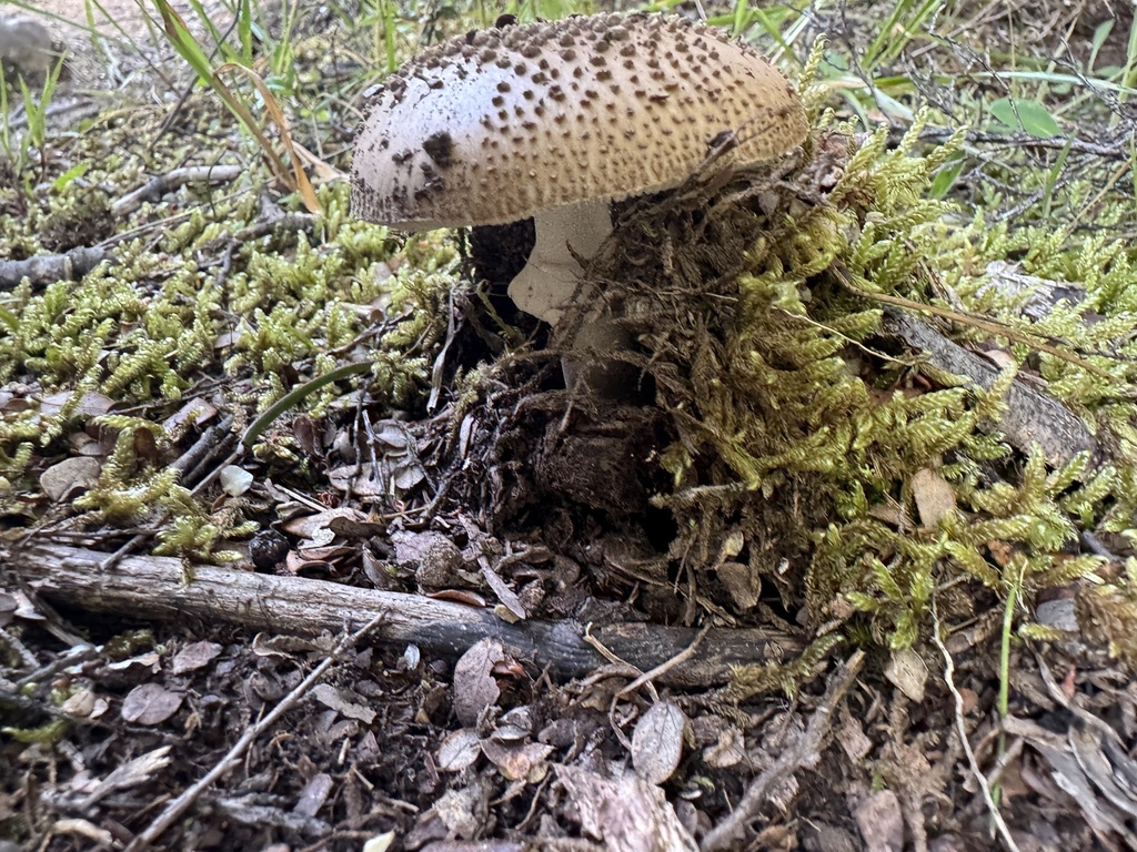 Amanita australis · January 2026 · photo: © iandickie (iNaturalist, cc-by)