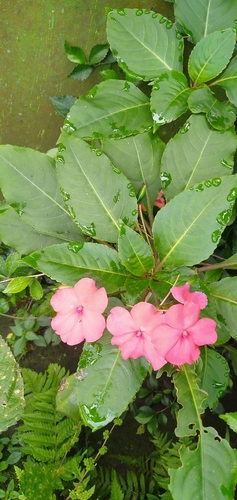 Impatiens walleriana