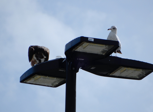 Ring-billed Gull photographed in Florida