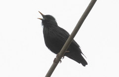 Sturnus unicolor