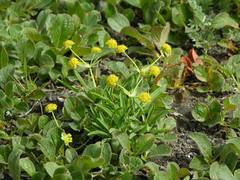 Bupleurum triradiatum