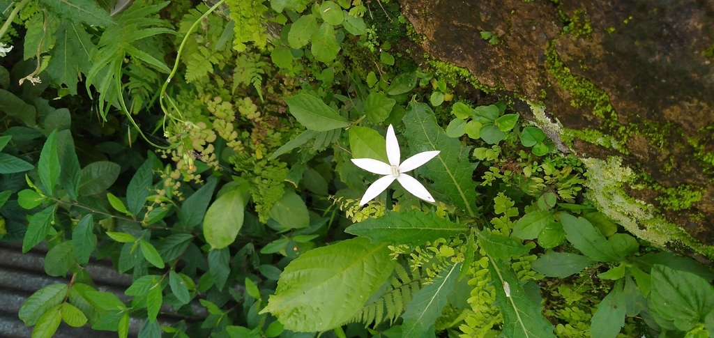 Madamfate (Hippobroma longiflora)