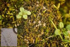 Bryoscyphus dicrani