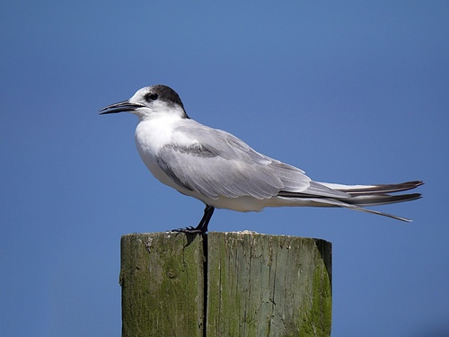 Common Tern (Sterna hirundo)
