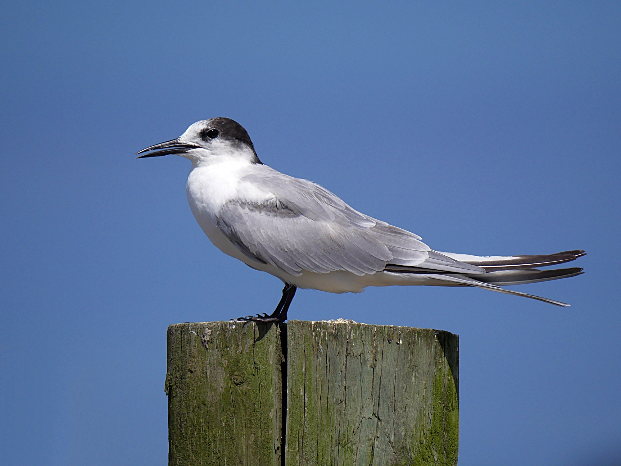 Common Tern (Sterna hirundo), photo 1