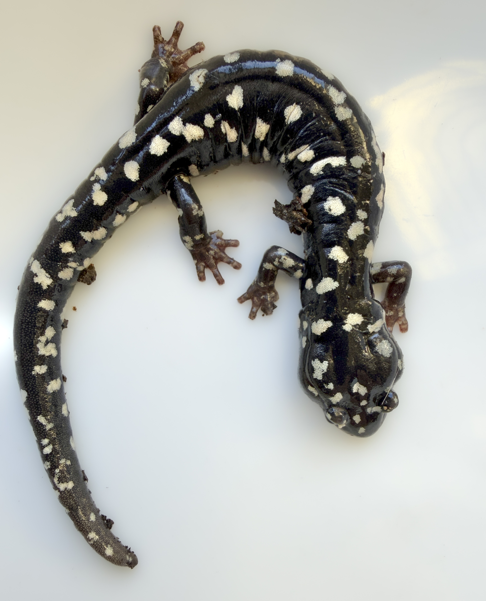 Aneides flavipunctatus (Strauch, 1870)