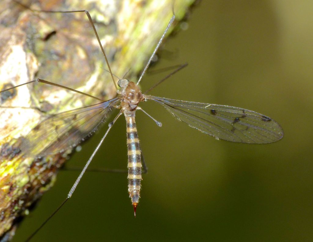 Heterolimnophila