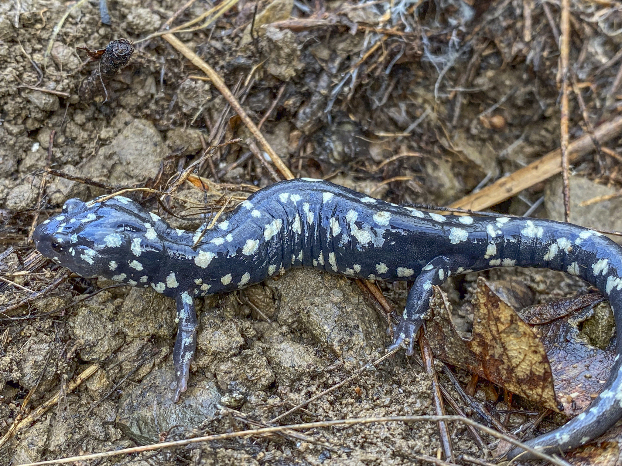 Aneides flavipunctatus (Strauch, 1870)