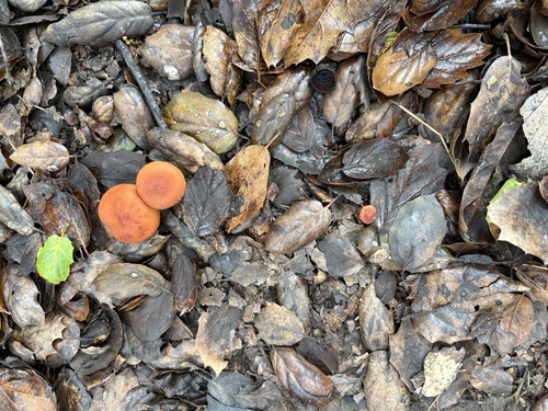 iNaturalist observation photo of Southern Candy Cap