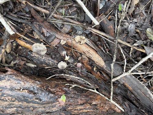 iNaturalist observation photo of Fungi Including Lichens