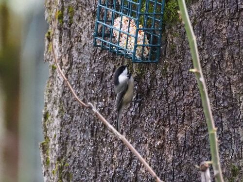 Black-capped Chickadee (Poecile atricapillus), photo 2