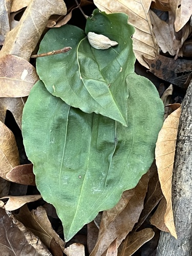 Tipularia discolor