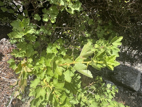 European gooseberry