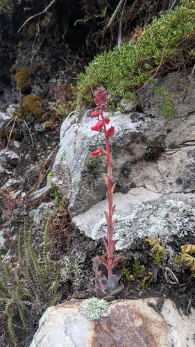 Echeveria andicola