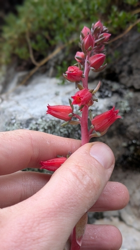 Echeveria andicola