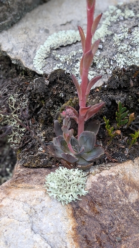 Echeveria andicola