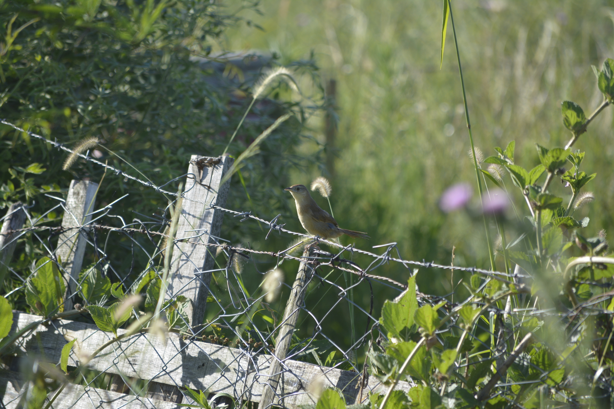 Freckle-breasted Thornbird (Phacellodomus striaticollis), photo 6