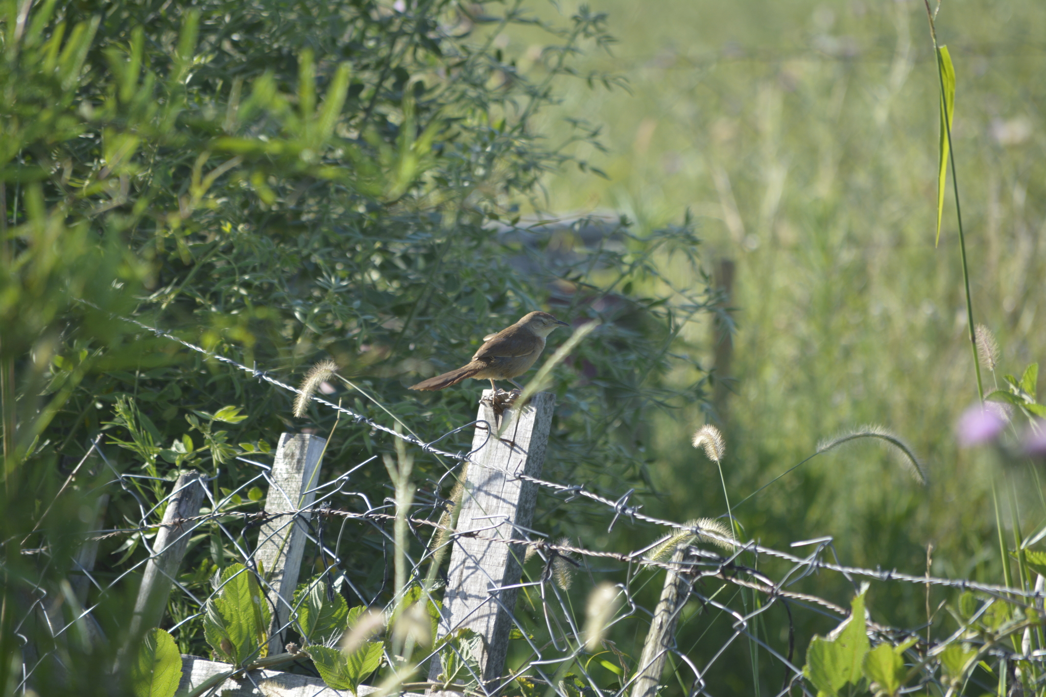 Freckle-breasted Thornbird (Phacellodomus striaticollis), photo 7